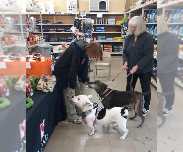 Medium Photo #5 Bulldog-Staffordshire Bull Terrier Mix Puppy For Sale in Rootstown, OH, USA