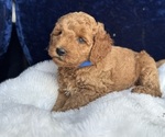Puppy Blue Goldendoodle (Miniature)