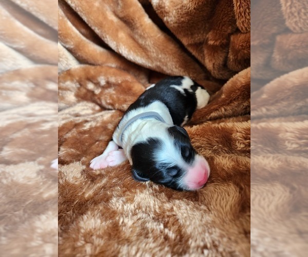 Medium Photo #95 Sheepadoodle Puppy For Sale in LEHI, UT, USA