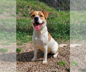 Mutt Dogs for adoption in Lake City, MI, USA