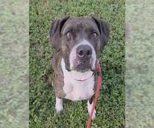 American Staffordshire Terrier Dogs for adoption in Fort Lauderdale, FL, USA