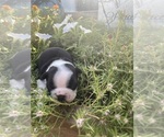 Small #5 Boston Terrier