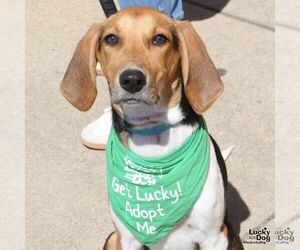 Mutt Dogs for adoption in Washington, DC, USA