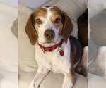 Small #11 Beagle