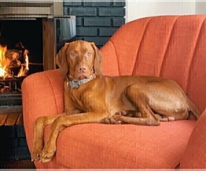 Father of the Vizsla puppies born on 09/28/2022