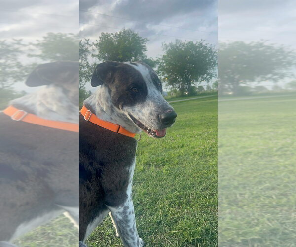 Medium Photo #8 Catahoula Leopard Dog-Great Dane Mix Puppy For Sale in Bullard, TX, USA
