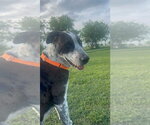 Small #7 Catahoula Leopard Dog-Great Dane Mix