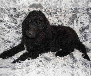 Labradoodle Puppy for sale in LA HABRA, CA, USA
