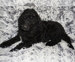 Image preview for Ad Listing. Nickname: black