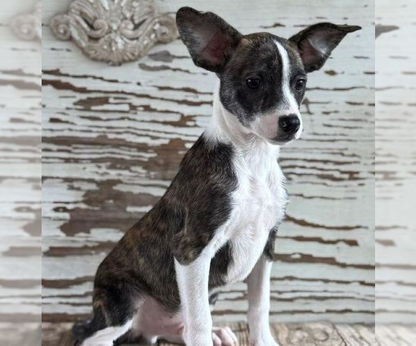 Medium Photo #1 Mutt Puppy For Sale in Carrollton, TX, USA