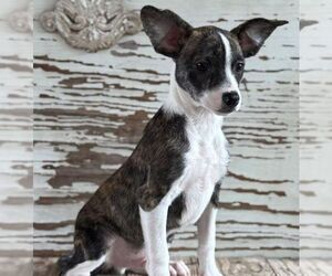 Mutt Dogs for adoption in Carrollton, TX, USA