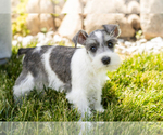 Small #3 Schnauzer (Miniature)