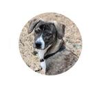 Small #1 Labrador Retriever Mix