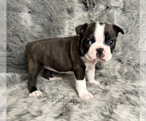 Boston Terrier Puppy for sale in ODENVILLE, AL, USA