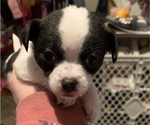 Puppy 3 Chihuahua