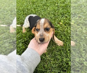 Beagle Puppy for Sale in HARRISON, Ohio USA