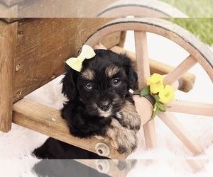 Cavapoo Puppy for sale in WEST SALEM, OH, USA