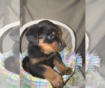 Small #1 Rottweiler