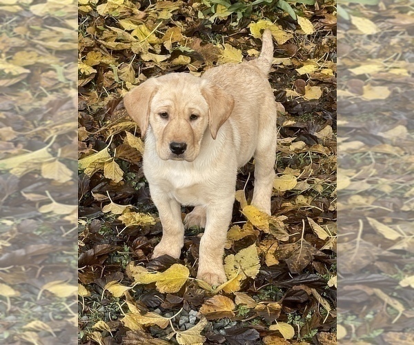Medium Photo #1 Labrador Retriever Puppy For Sale in BROWNS VALLEY, CA, USA