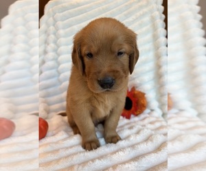 Medium Golden Retriever