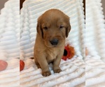 Puppy 6 Golden Retriever