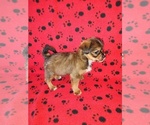 Small #3 Shorkie Tzu