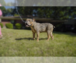 Small Photo #6 Olde English Bulldogge Puppy For Sale in MEMPHIS, TN, USA