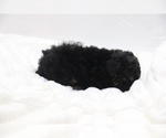 Small #25 Cockapoo