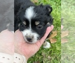Small Photo #23 Miniature Australian Shepherd Puppy For Sale in ARDMORE, OK, USA