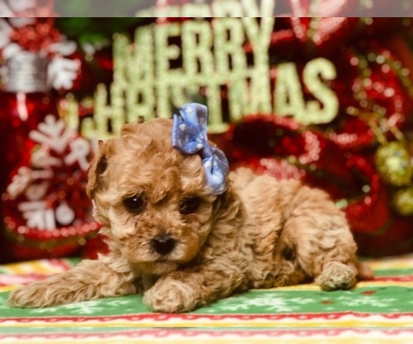 Medium Photo #3 Poodle (Miniature) Puppy For Sale in CLAY, PA, USA