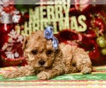Small Photo #3 Poodle (Miniature) Puppy For Sale in CLAY, PA, USA