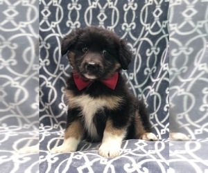 Australian Shepherd Puppy for sale in LAKELAND, FL, USA