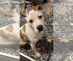 Small Photo #1 American Bulldog-Unknown Mix Puppy For Sale in Norfolk, VA, USA