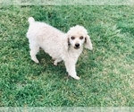 Small Photo #1 Poodle (Miniature) Puppy For Sale in BREMEN, IN, USA