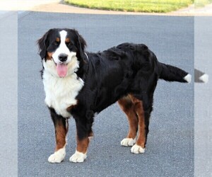 Mother of the Bernese Mountain Dog puppies born on 10/15/2020