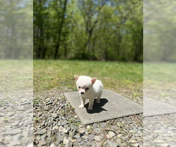 Medium Photo #33 Pomsky Puppy For Sale in DRACUT, MA, USA