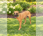 Small Photo #5 Rhodesian Ridgeback-Unknown Mix Puppy For Sale in McKinney, TX, USA
