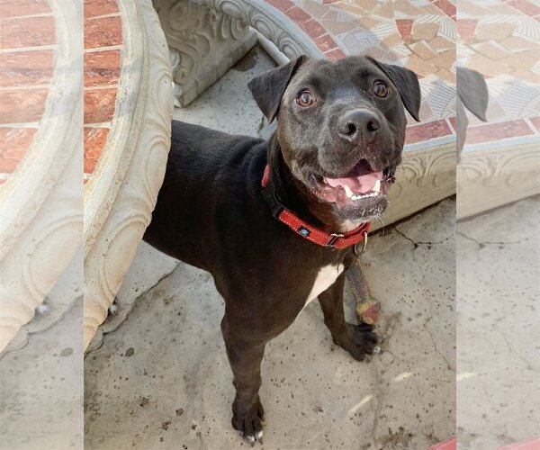 Medium Photo #7 American Pit Bull Terrier-Labrador Retriever Mix Puppy For Sale in San Bernardino , CA, USA