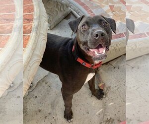 Lincoln - Male American Pit Bull Terrier-Labrador Retriever Mix Dog for Adoption - Photo #7