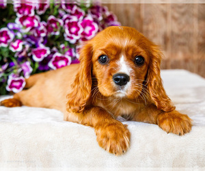 Medium Cavalier King Charles Spaniel