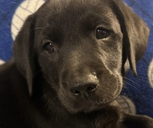 Labrador Retriever Puppy for Sale in SPOTSYLVANIA, Virginia USA