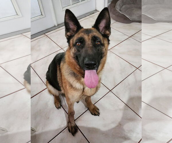 Medium Photo #2 German Shepherd Dog Puppy For Sale in Tampa, FL, USA