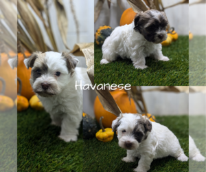 Havanese Puppy for Sale in GOSHEN, Indiana USA