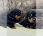 Small #48 Rottweiler