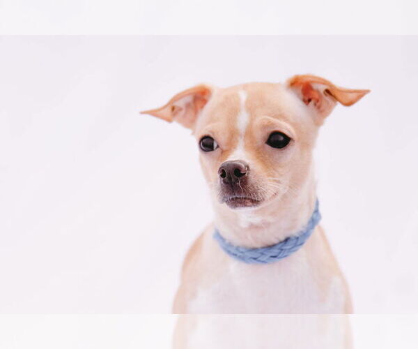 Medium Photo #3 Rat-Cha Puppy For Sale in Princeton, MN, USA