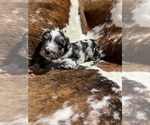 Small Photo #3 Aussiedoodle Puppy For Sale in WISNER, NE, USA