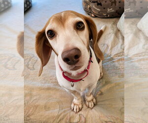 Macie - Female Beagle Dog for Adoption - Photo #20