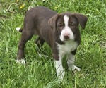 Puppy Lily Border Collie-German Shorthaired Pointer Mix