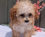 Small #5 Poodle (Miniature)
