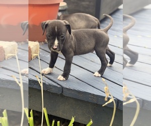 American Pit Bull Terrier Puppy for sale in DETROIT, MI, USA